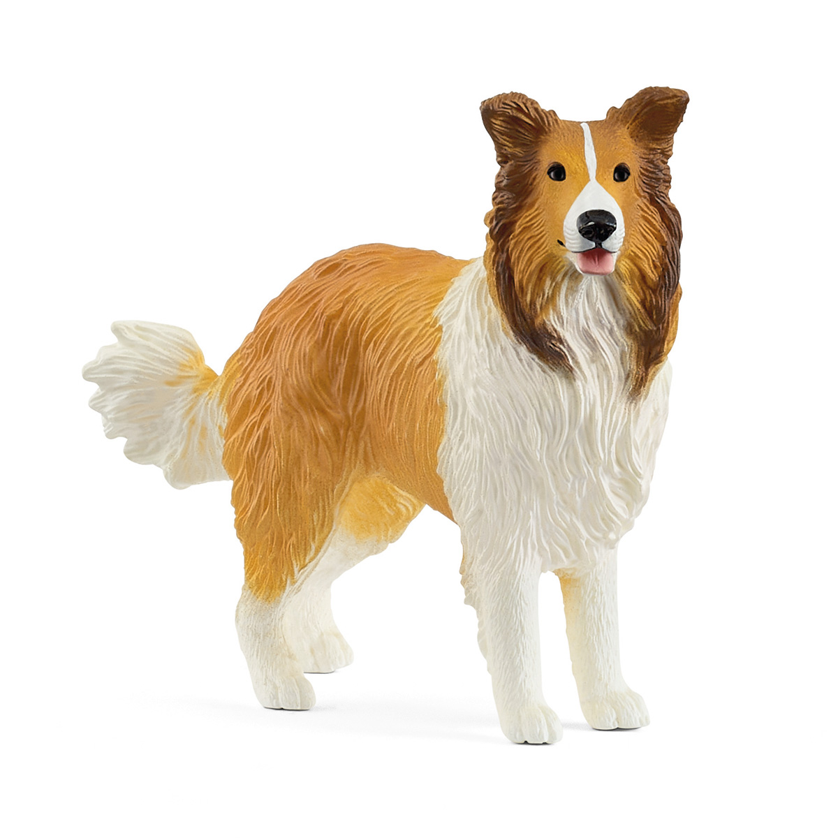 Collie